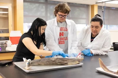 nicholls students dissecting a shark