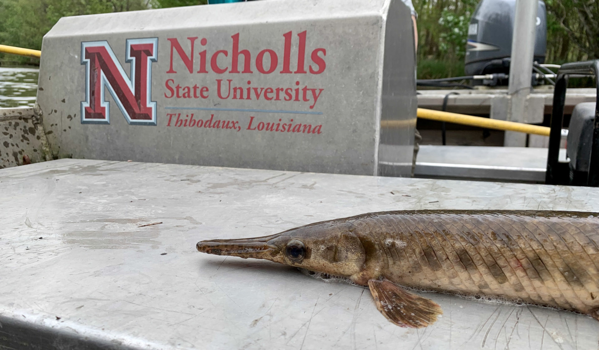 Nicholls Partners with Michigan State University on Spotted Gar