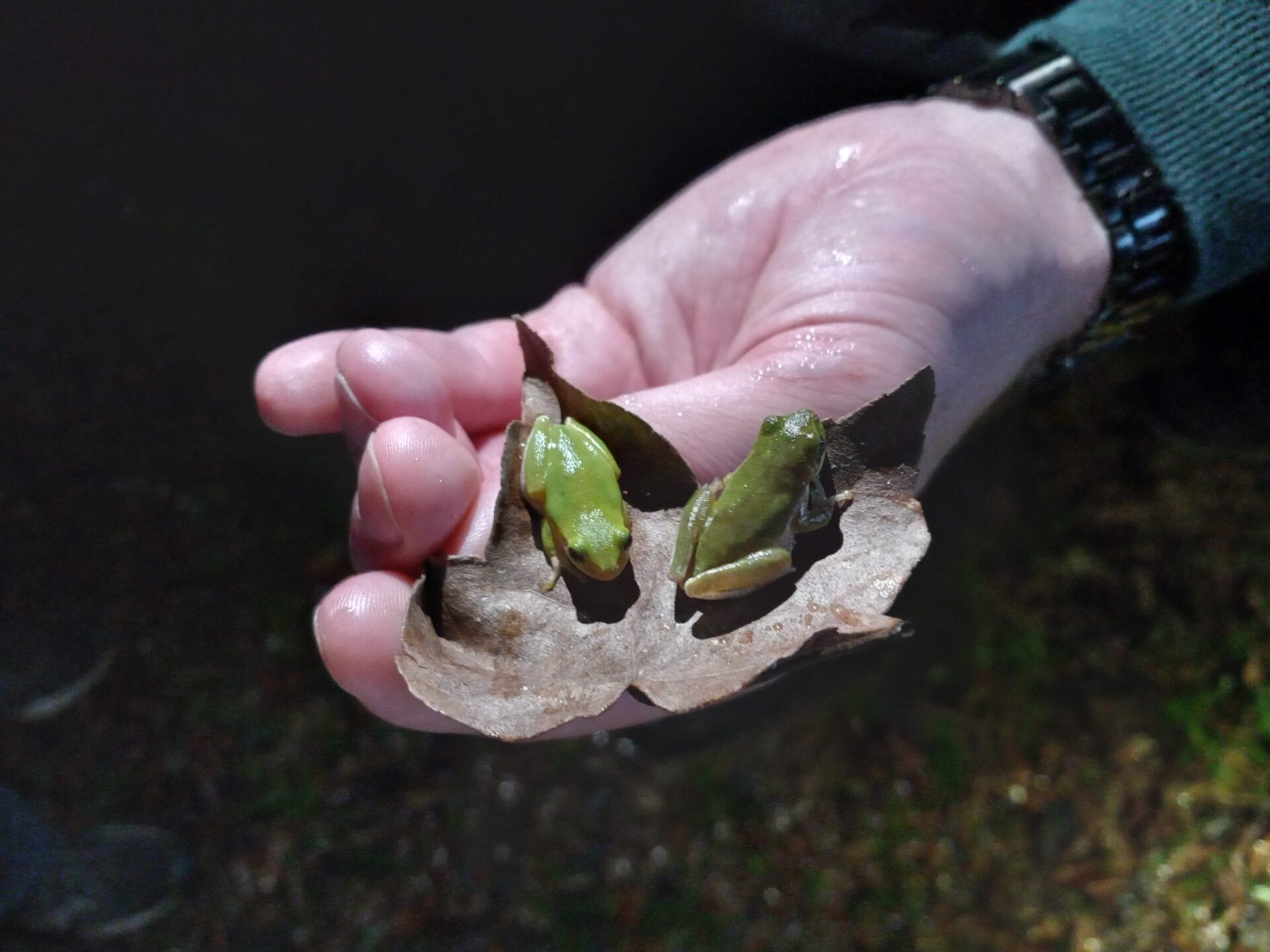 Nicholls Biology Courses Tracked Frog Calls in Local Wetlands